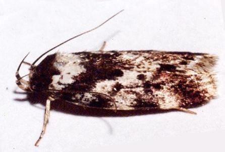 Barea confusella