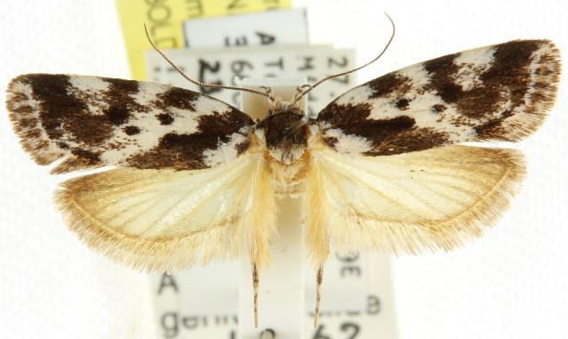 Barea confusella