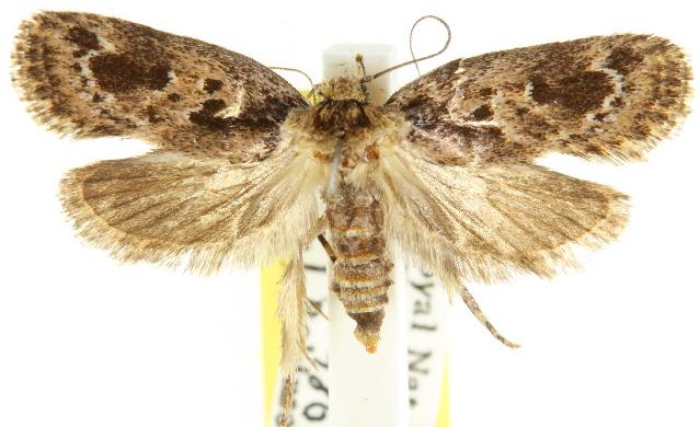 Barea consignatella