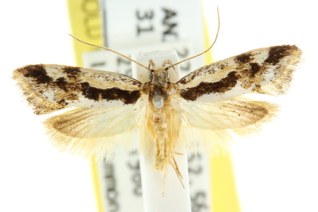 Machetis diamochla