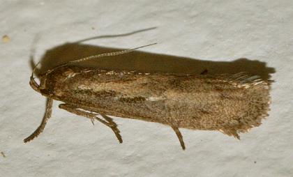 Micropeteina dryinodes
