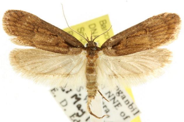 Micropeteina dryinodes