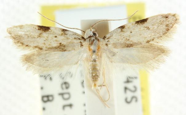 Antiopala ebenospila