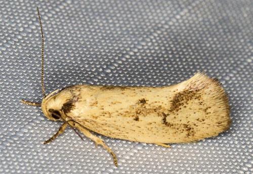 Scoliocheta ergatis
