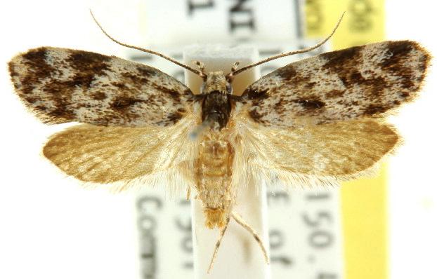 Barea eucapnodes