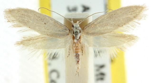 Habrochlanis fragilis