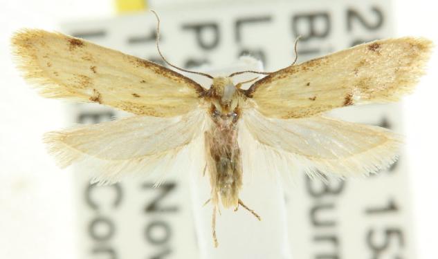Atalopsis heniocha