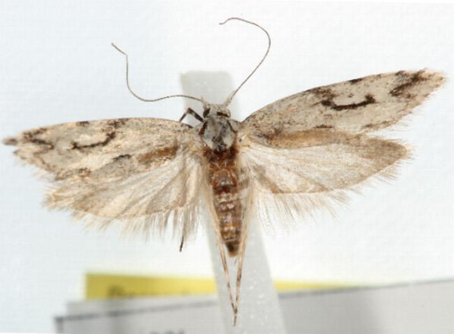 Stenoptena icmaea