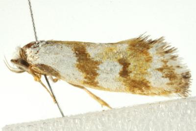 Machaeritis lechriomochla