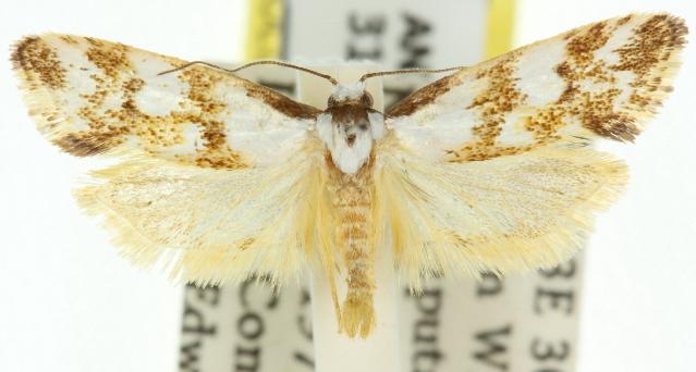 Machaeritis lechriomochla