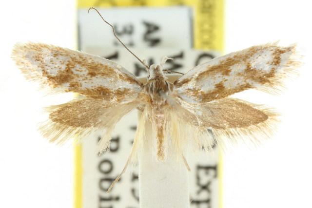 Laxonoma leptostola