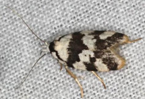 Barea leucocephala