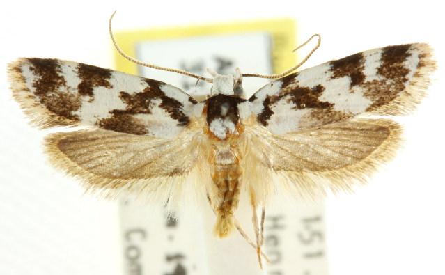 Barea leucocephala