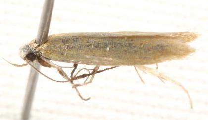 Hesperenoeca leucostemma