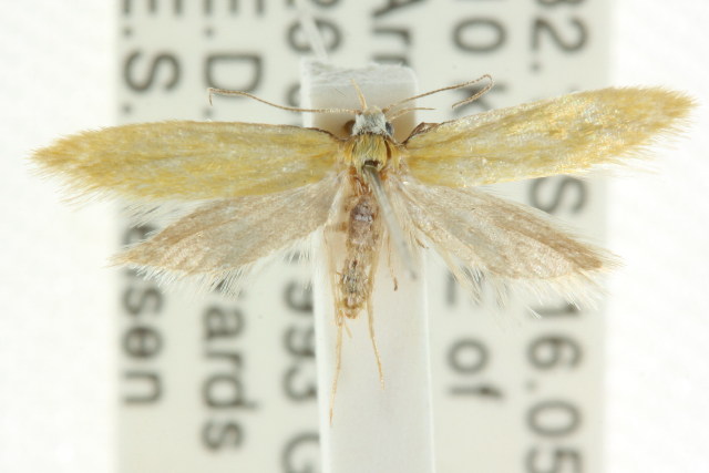 Hesperenoeca leucostemma