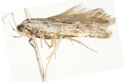 Enlopholepis mediolinea