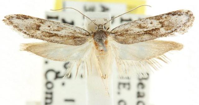 Enlopholepis mediolinea