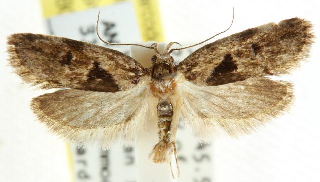 Barea melanodelta