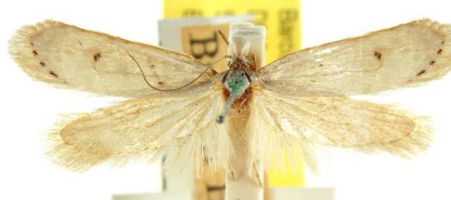 Exarsia paracycla