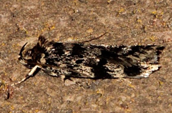 Barea phaeomochla
