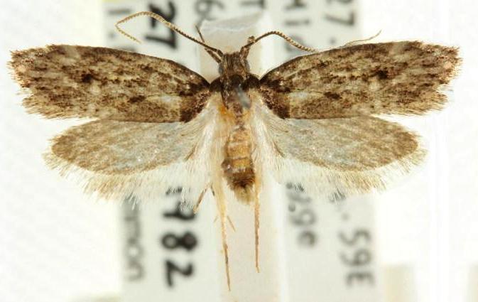 Diocrogephyra rhodobapta