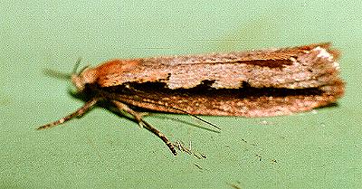 Leptocroca sanguinolenta