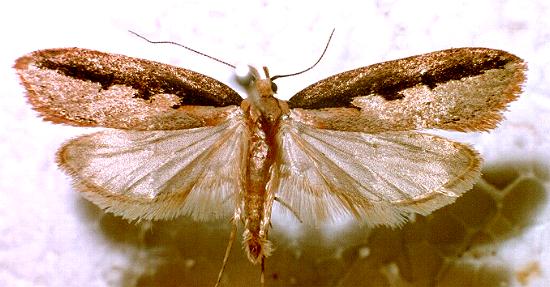 Leptocroca sanguinolenta