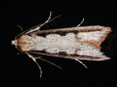 Leptocroca sanguinolenta
