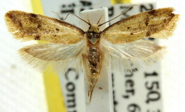 Cirrograpta sporadica