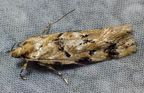 Opsitycha squalidella