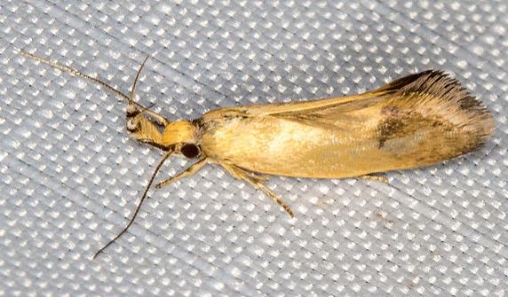 PEremnozona straminea