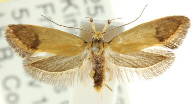 Eremnozona straminea