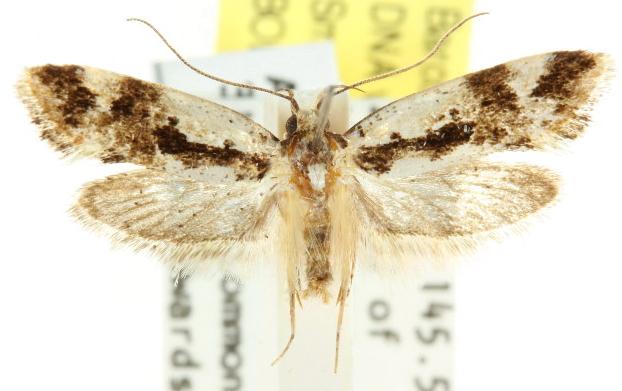 Machetis versatrix