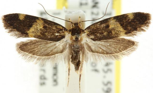 Catadoceta xanthostephana