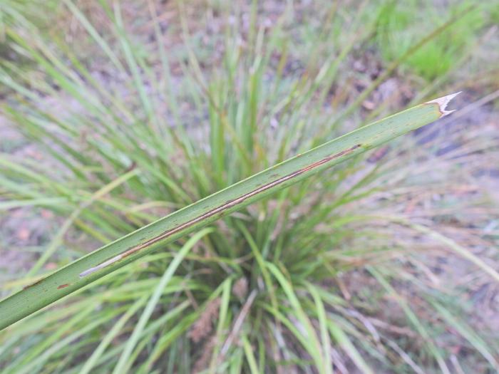 Batrachedra eustola