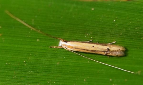 Batrachedra eustola