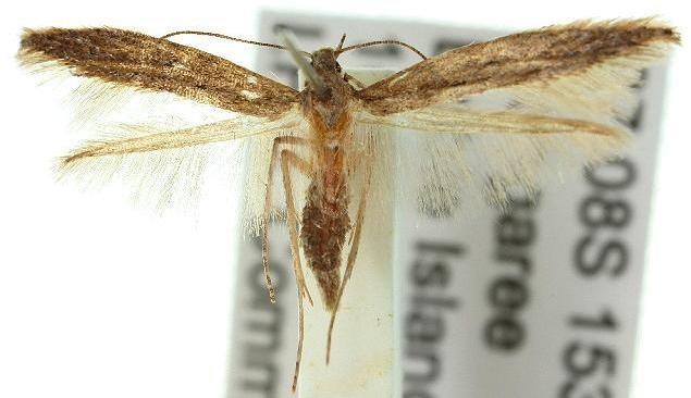 Batrachedra liopis