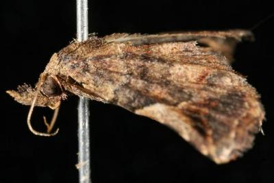 Hypertrocta brunnea