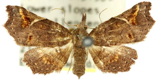 Hypertrocta brunnea