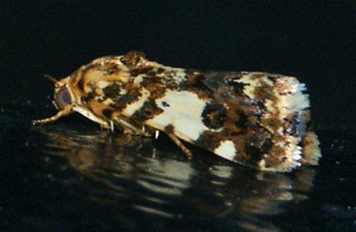 Acontia crocata