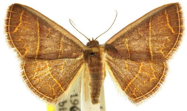 Oruza crocodeta