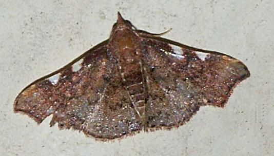 Corgatha dichionistis