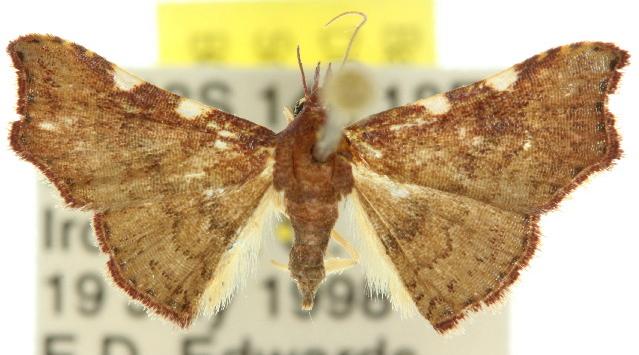 Corgatha dichionistis