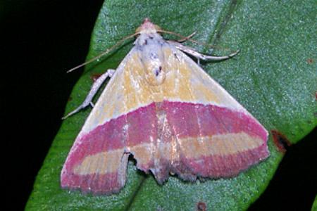Eublemma dimidialis