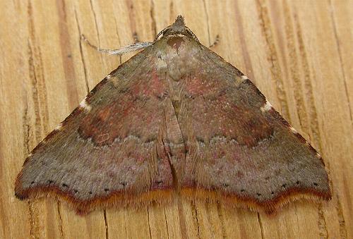 Corgatha dipyra