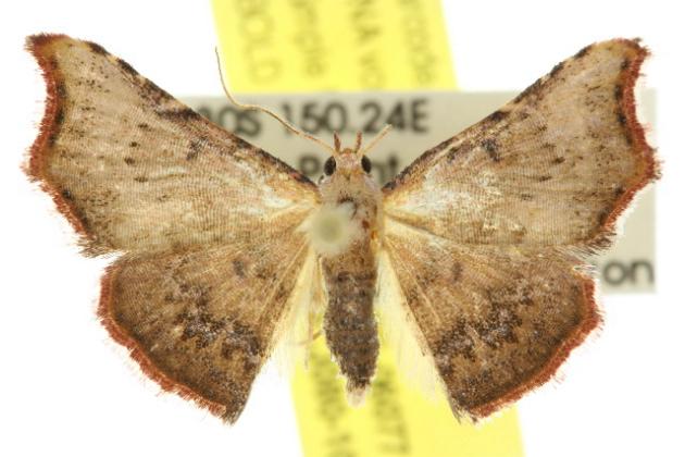 Corgatha dipyra