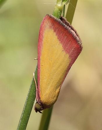 Phytometra formosalis