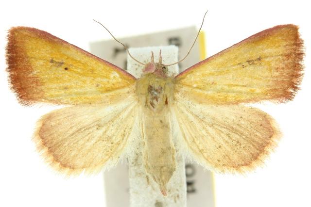 Phytometra formosalis