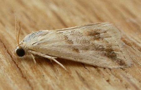 Eublemma inconspicua