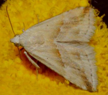 Eublemma inconspicua